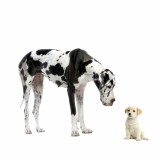 2 dogs big and small.jpg